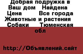 Добрая подружка,в Ваш дом!!!Найдена › Цена ­ 10 - Все города Животные и растения » Собаки   . Тюменская обл.